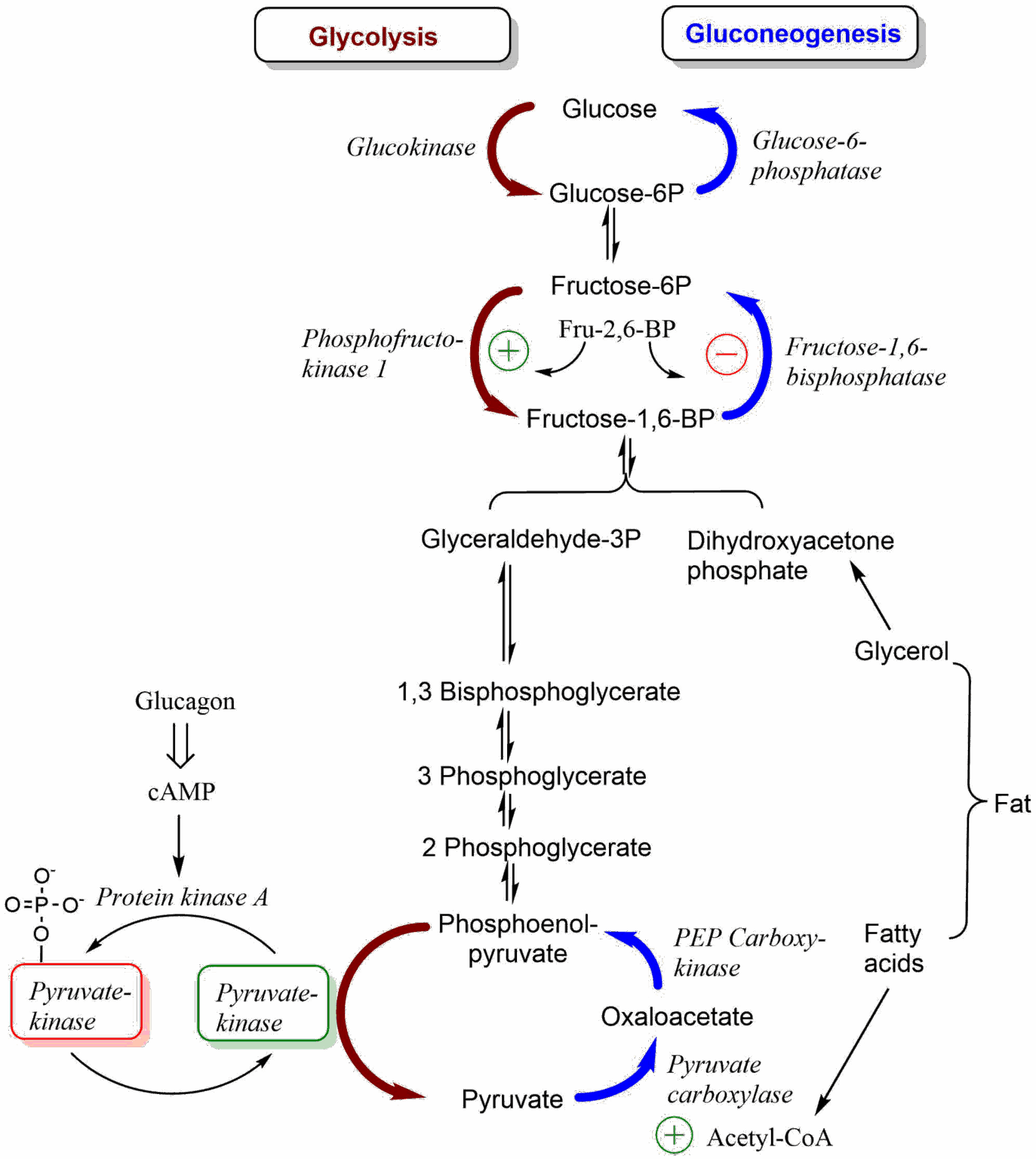 08 Gluconeogenesis and Glycogen – Stefan Broer